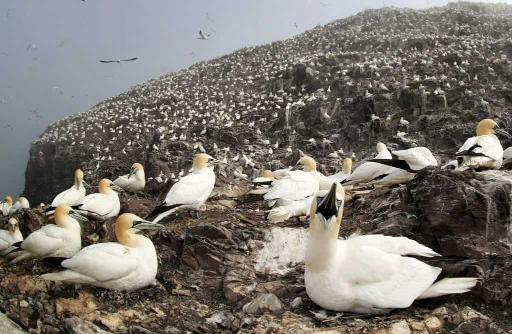 WION Climate Tracker: British seabird colonies hit by bird flu