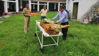 Raja, one of India's longest-surviving Bengal tigers, dies