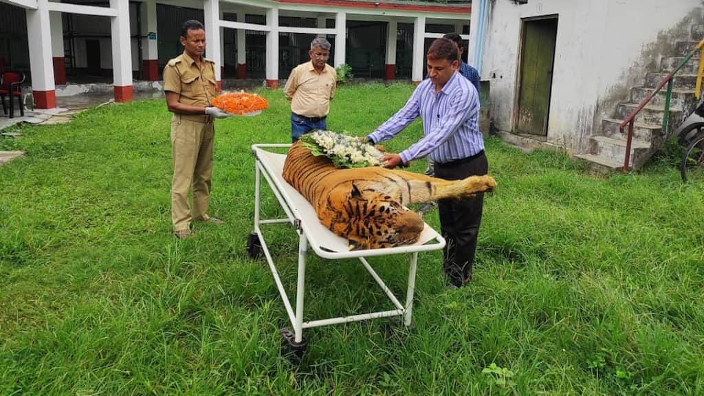 Raja, one of India's longest-surviving Bengal tigers, dies