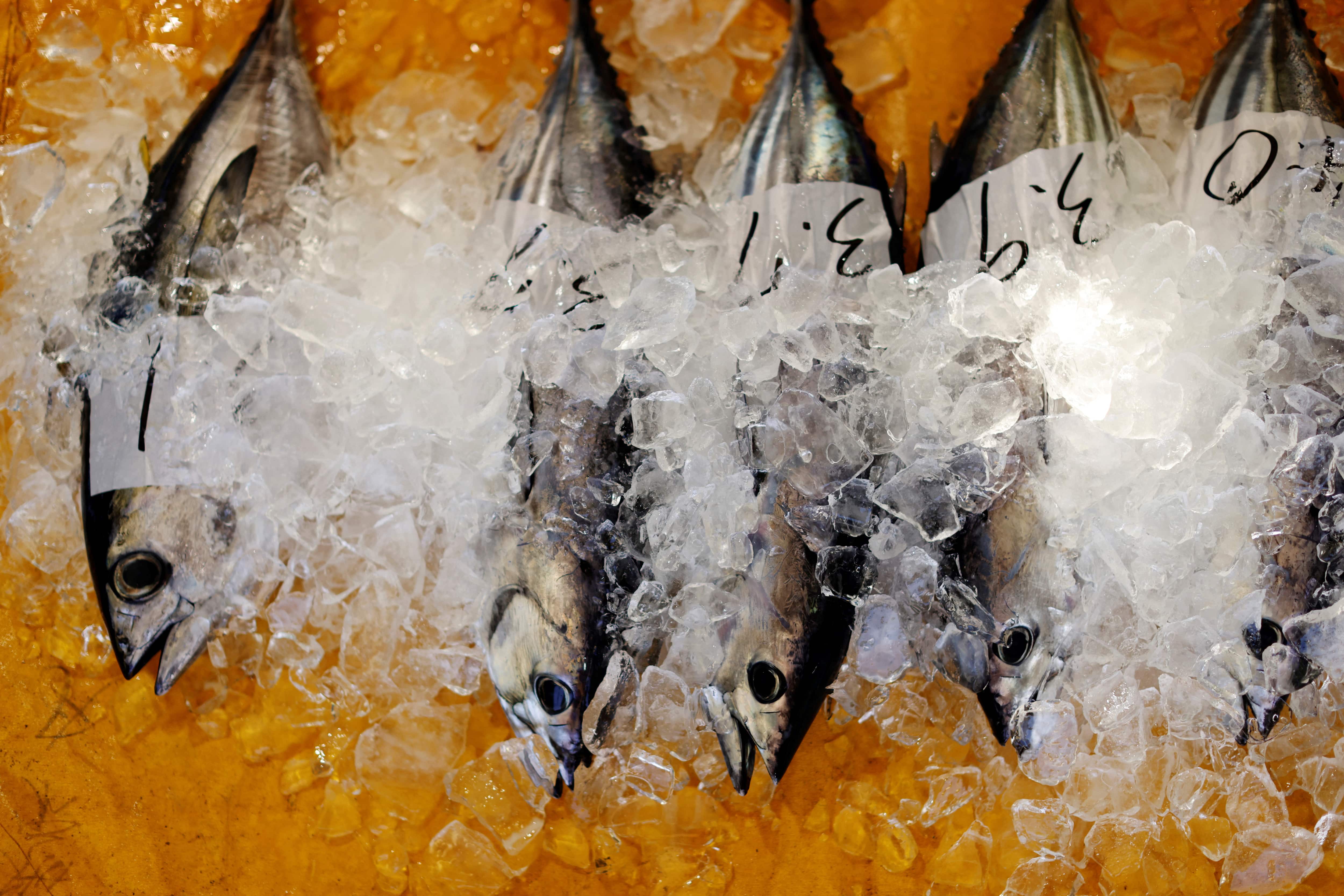 Sustainability of local fishing threatened