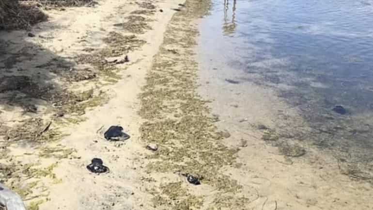 ‘Alien-like’ creatures wash up on Sydney beach, cause social media stir