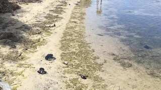 ‘Alien-like’ creatures wash up on Sydney beach, cause social media stir
