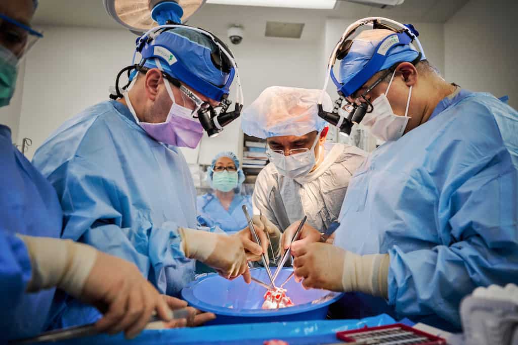 Two more pig hearts successfully transplanted into humans- effort to make up for human organs shortage
