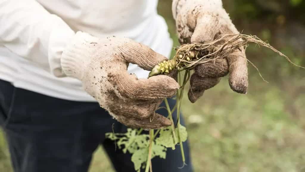 WION Climate Tracker | Japanese Wasabi growers worried as global warming affects production