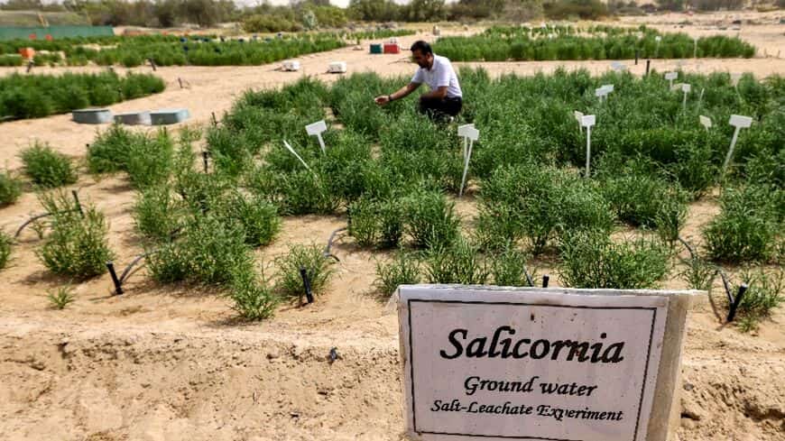 WION Climate Tracker | UAE on front-line of climate change | Cultivates Salicornia superfood