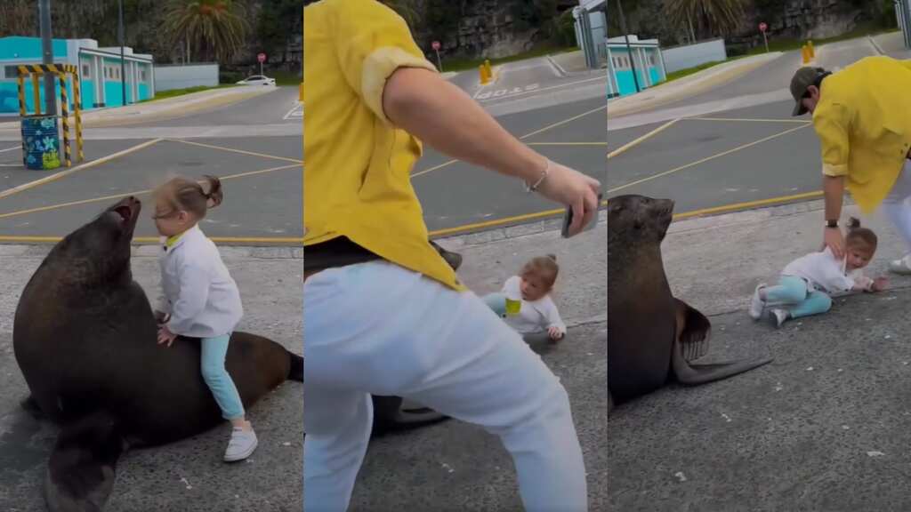 Sea lion attacks child, after parents let her climb wild animal. Internet compares incident to Harambe. Watch!