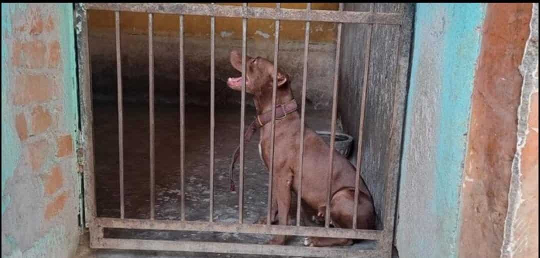 Watch| Pitbull mauls woman to death, owner drops off dog to municipality van Watch| Pitbull mauls woman to death, owner drops off dog to municipality van