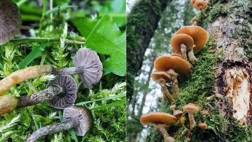 New species of fungi unknown to science discovered in Scotland's Cairngorm mountains