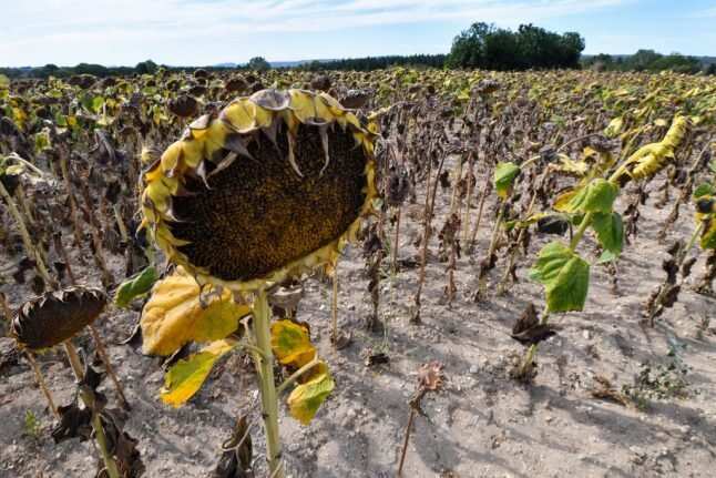 WION Climate Tracker: Sunflowers & Lavender production to drop in France