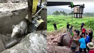 Watch: Cranes, CPR & more, dramatic video shows rescue operation involving a mother elephant and her calf