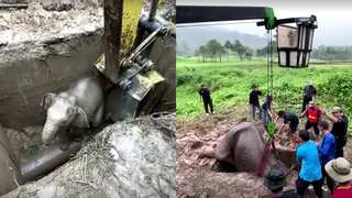 Watch: Cranes, CPR & more, dramatic video shows rescue operation involving a mother elephant and her calf