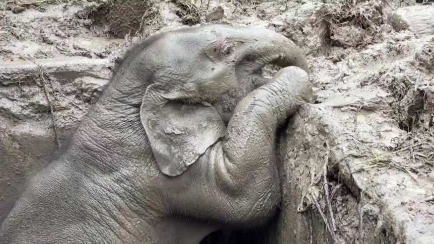 WION Climate Tracker: Baby Elephant's dramatic rescue from manhole in Thailand