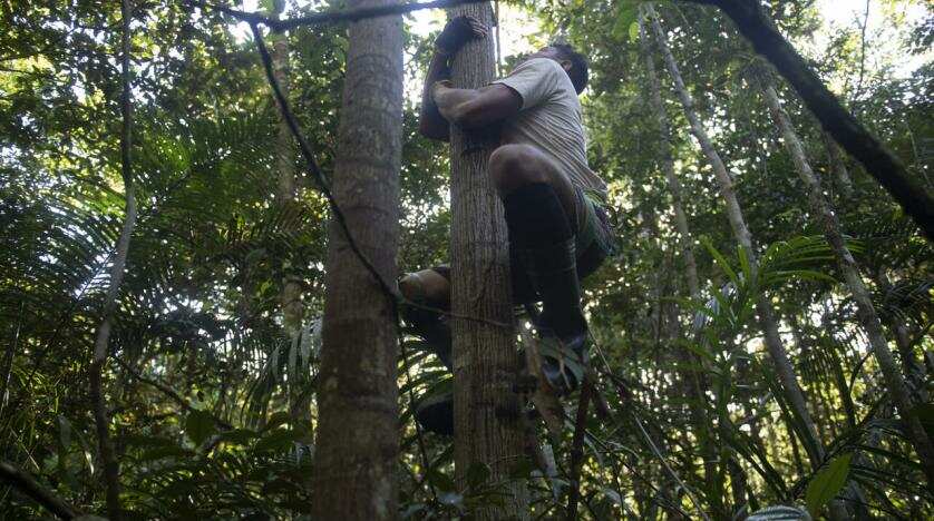 WION Climate Tracker: The risky business of tree climbers for wildlife research
