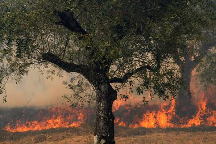 WION Climate Tracker: Extreme heat fuels blazes across Europe
