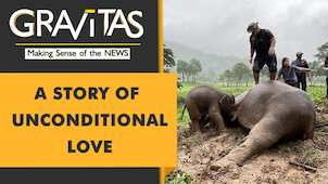 Gravitas: Thailand: Elephant and her calf rescued in a dramatic operation