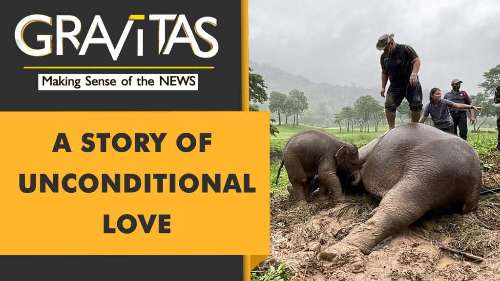 Gravitas: Thailand: Elephant and her calf rescued in a dramatic operation