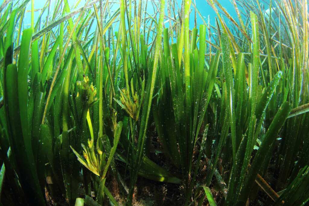 WION Climate Tracker: Underwater gardeners of Denmark plant shoots by hand