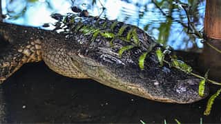Florida: After falling into pond, elderly woman killed by two alligators