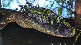 Florida: After falling into pond, elderly woman killed by two alligators