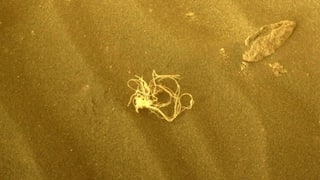 NASA's Perseverance rover spots noodle-like object on Mars, leaves scientists intrigued