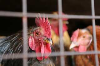 Fast-growing chickens may experience higher rates of mortality: Study