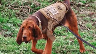'Max' - The Marine dog who tracked down infamous drug lord Rafael Caro Quintero