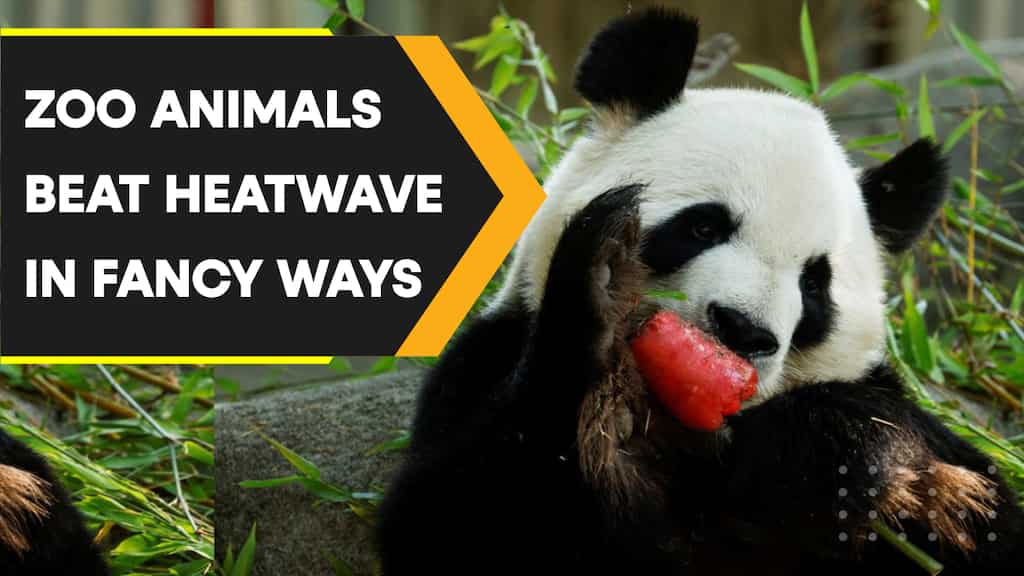 Animals adapt fancy ways to avoid heatwaves across Europe and China