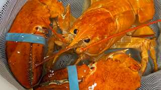 Extremely rare orange lobster almost became a meal but didn't