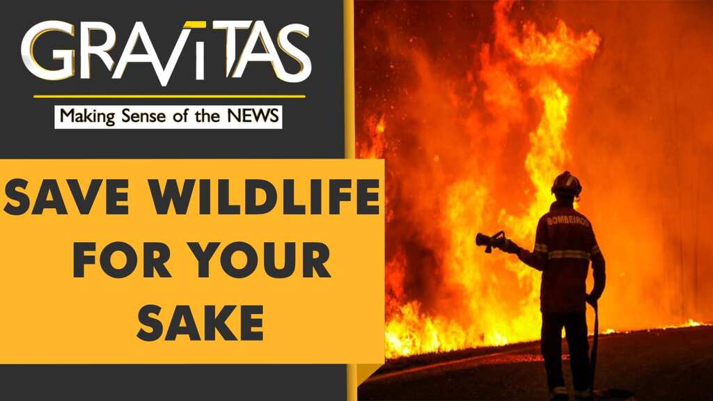 Gravitas: UN Report: 1 Million species on track to extinction