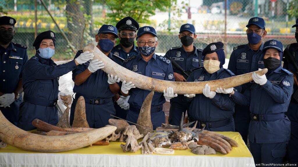 Malaysia seizes illegal animal parts worth $18 million