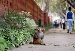 Police look for wild monkey in Japan that assaulted 10 people in fortnight