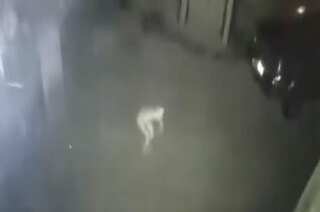 WATCH: Mysterious figure caught on camera in Kentucky, sparks alien rumours