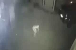 WATCH: Mysterious figure caught on camera in Kentucky, sparks alien rumours
