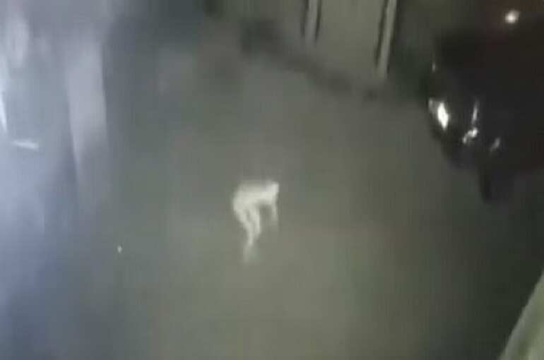 WATCH: Mysterious figure caught on camera in Kentucky, sparks alien rumours