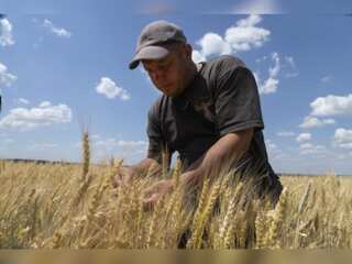 Ukrainian farmers lack silos to store new wheat harvest