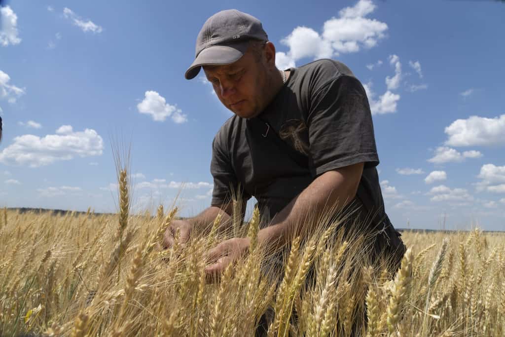 Ukrainian farmers lack silos to store new wheat harvest