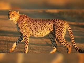 WION Climate Tracker | India & Namibia ink pact to bring African Cheetahs to India