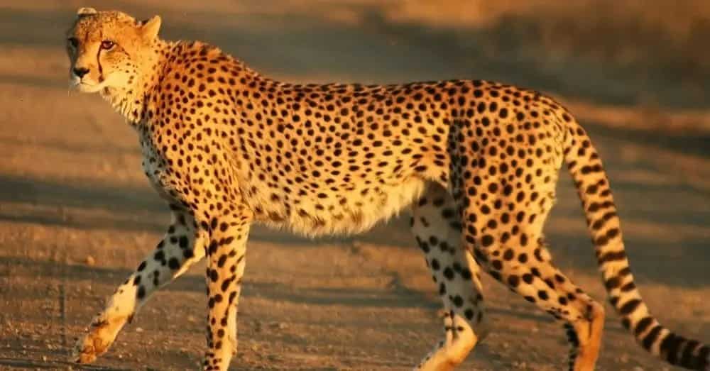 WION Climate Tracker | India & Namibia ink pact to bring African Cheetahs to India