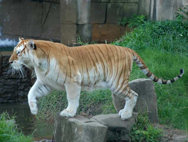 WION Climate Tracker | Rare Golden Tabby tigress gives birth to cubs in Pakistan