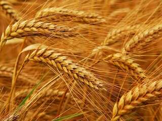 Russia, Ukraine and Turkiye to sign grain export deal | Major breakthrough amid looming food crisis