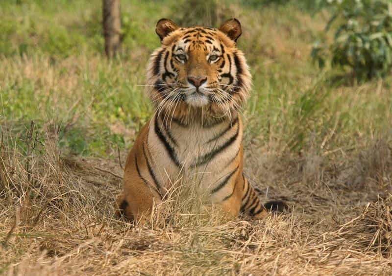 40 percent more wild tigers exist than previously believed: Report 40 percent more wild tigers exist than previously believed: Report