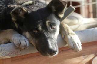 Moral outrage in Qatar following fatal shooting of 29 dogs and puppies