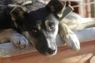 Moral outrage in Qatar following fatal shooting of 29 dogs and puppies