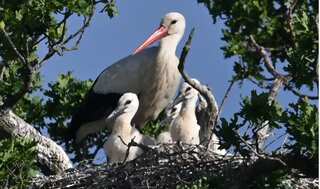 70 per cent of white storks have found a cheat code to migration: The garbage landfills of Spain