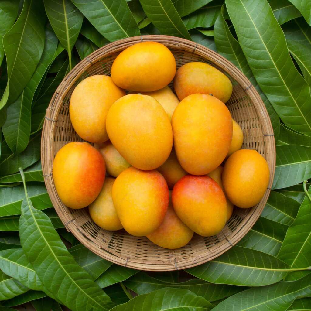 The Good Life:  A tribute to the Mango!
