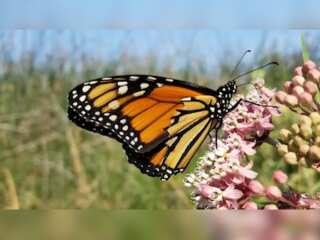 WION Climate Tracker | Migratory monarch butterflies listed as 'engendered' by IUCN