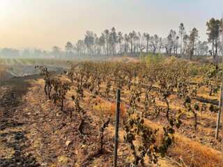 WION Climate Tracker | Record temperatures scorch Europe | Heat wave in Spain destroys crop