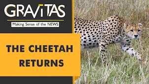 Gravitas: Wild Cheetah will return to India after 7 decades