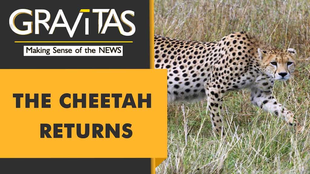 Gravitas: Wild Cheetah will return to India after 7 decades