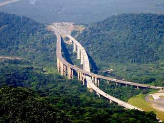 WION Climate Tracker: Brazil constructs green highway passages for golden Tamarin monkeys